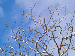 冬の青空と小枝