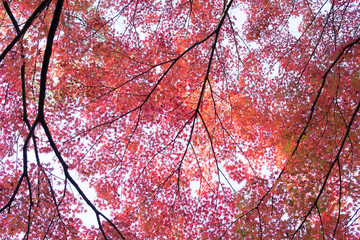 モミジ紅葉　赤