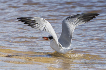 Australian Crested Tern