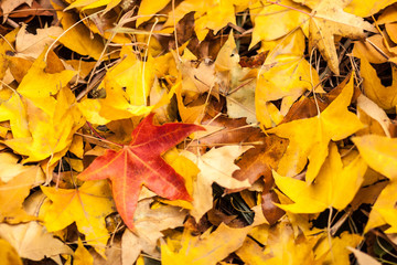 Fallen Orange, Red Maple Leaf , Autumn atmosphere, Autumn scenery,leaves change color in fall