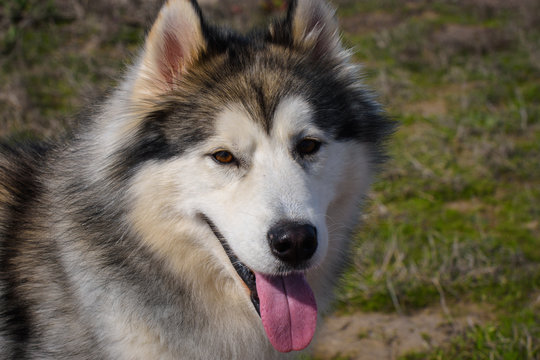 Bamse