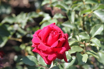 Red Rose