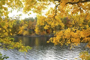 Fototapeta premium Yellow branches of autumn frame the Farmington River in Canton, Connecticut.