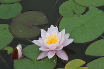 perfect lotus