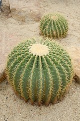 green cactus tree on sand floor