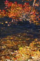 Obraz na płótnie Canvas Branches of red foliage hang over the Farmington River in Canton, Connecticut.