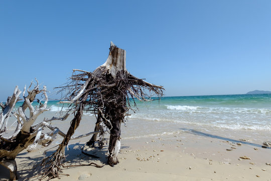 tree roots look like human at beach at Bulone le island, Satun p