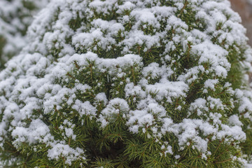 Winter Pine Tree