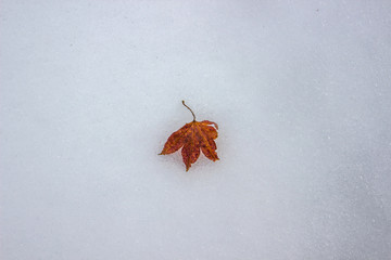 Red leaf on the snow