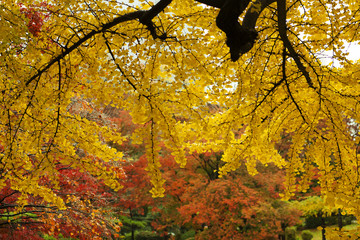 Colorful autumn scene in the park.Tokyo,Japan.