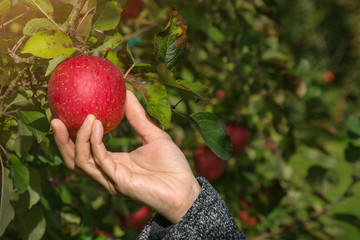 Apple Picking in Apple Orchard by Hand, Organic Apple and Fresh from Farm Concept or Apple Orchard Tour concept