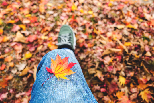 Autumn and Fall Season, Selective Focus of Maple Leaf with Hipster photography Style