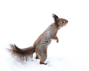funny squirrel standing on paws reaching for snack on snowy background