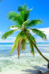 paradise tropical beach palm