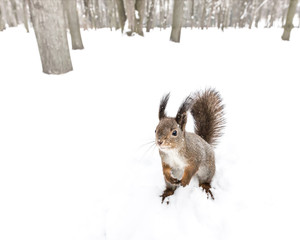 fluffy grey squirrel sitting in snow looking for quick meal in winter forest