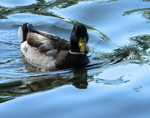 Sunrise Mallard