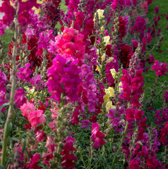 Snap dragon (Antirrhinum majus) blooming in garden.