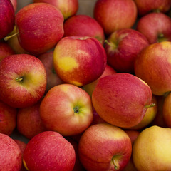 Fototapeta na wymiar Fresh Organic Apples - Farmers Market