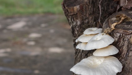 Mushrooms on the tree