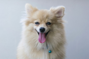 portrait pomeranian spitz smiling on gray background