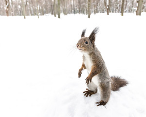 funny squirrel standing in snow and looking for quick meal in winter forest 