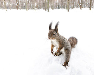 Naklejka na ściany i meble confused little squirrel standing on hind feet in snowy forest