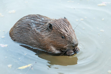 Beaver swims near riverside

