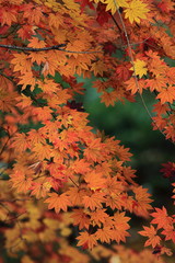 モミジ紅葉