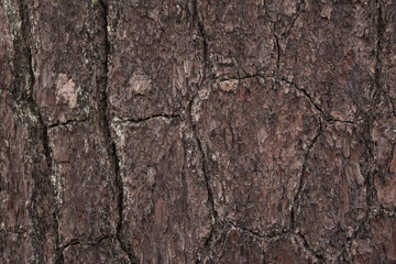 Pine of bark background and texture
