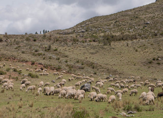 Fototapeta na wymiar Flock of Sheep in a green meadow at Sacred Valley in Cusco, Peru
