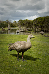 Grey goose
