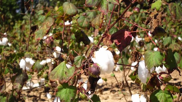 Cotton Plant Ready for Harvest