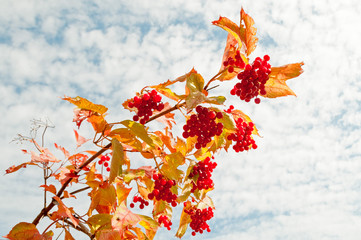 Branch of arrow-wood bush with clusters of ripe red berries against cloudy sky background. 
