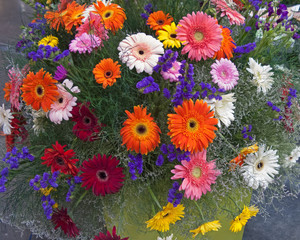 Multicolored gerbera composition
