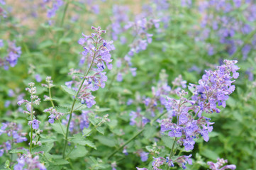 Obraz premium Salvia officinalis violet flowers with green in garden 
