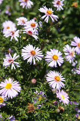 Aster alpinus or alpine aster many purple flowers