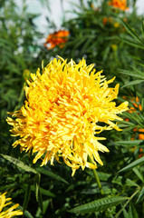 Yellow bushy marigold flower in garden 