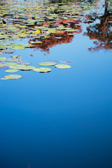 スイレンと水面に映る紅葉
