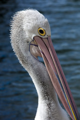 Pelican head