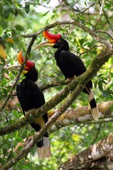 Pair of Rhinoceros Hornbills (Buceros rhinoceros) in Borneo, Malaysia