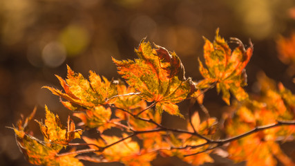 Краски осени: жёлтые листья и осенний лес