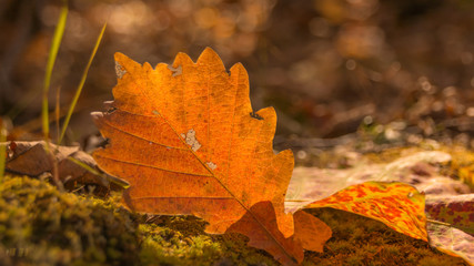 Краски осени: жёлтые листья и осенний лес