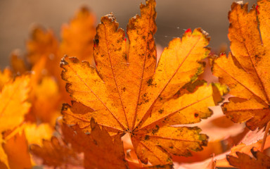 Краски осени: жёлтые листья и осенний лес