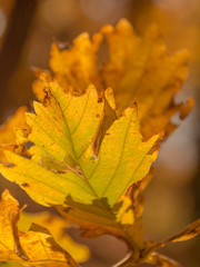 Краски осени: жёлтые листья и осенний лес