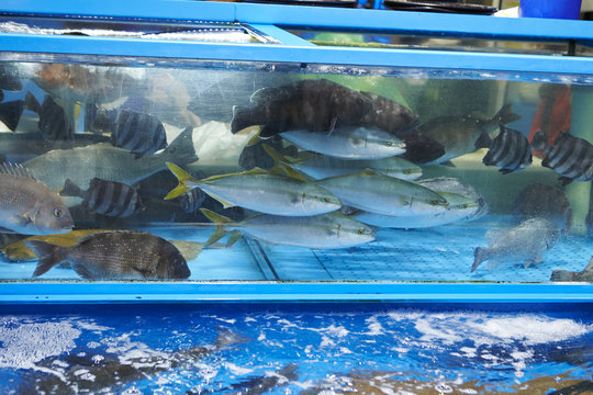 Fishes in fish tank