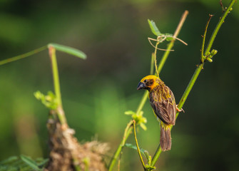 Asian golden weaver