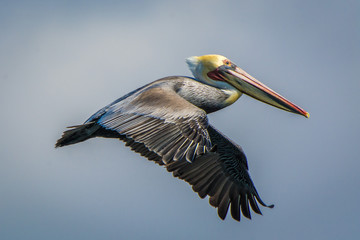 Brown Pelican