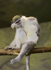 Зеленая мартышка