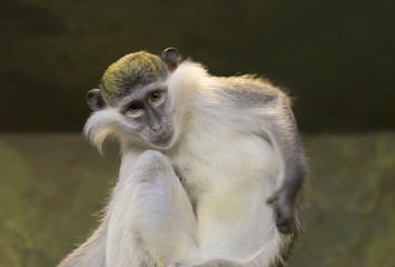 Fototapeta premium Зеленая мартышка