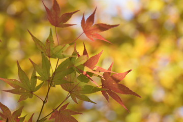 色づき始めたもみじ